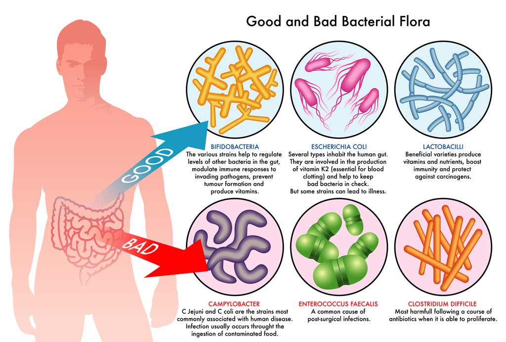 Gut-Bacteria-Infographic